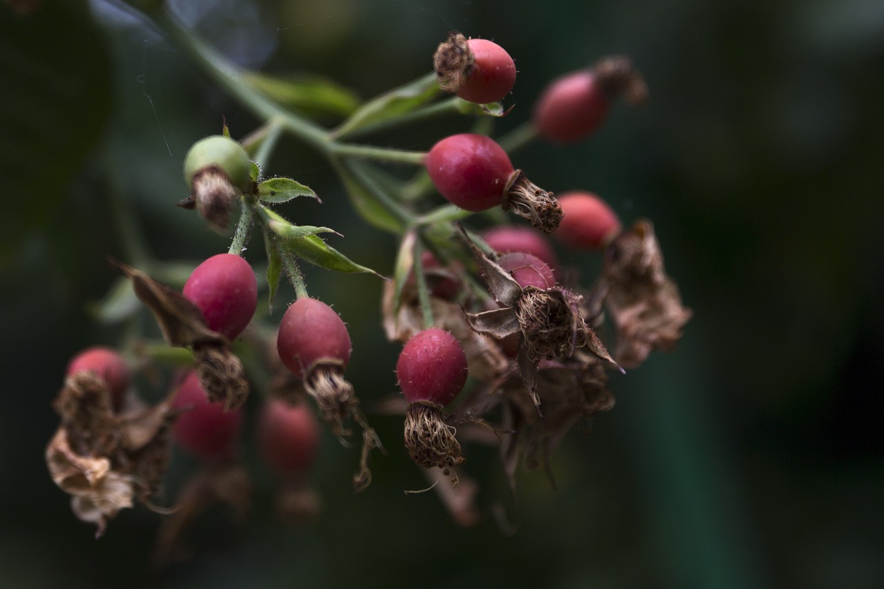 fruits  branch  nature free photo