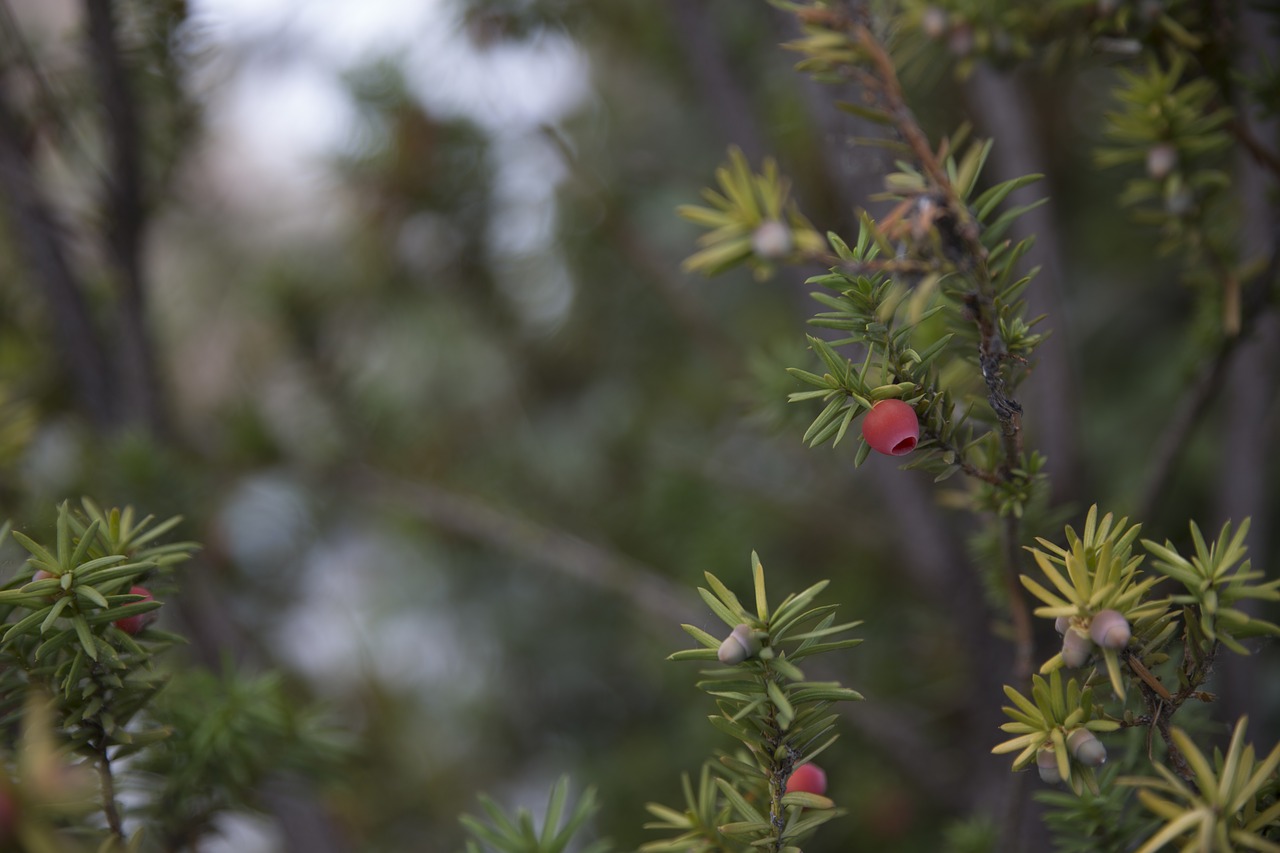 fruits  branches  nature free photo