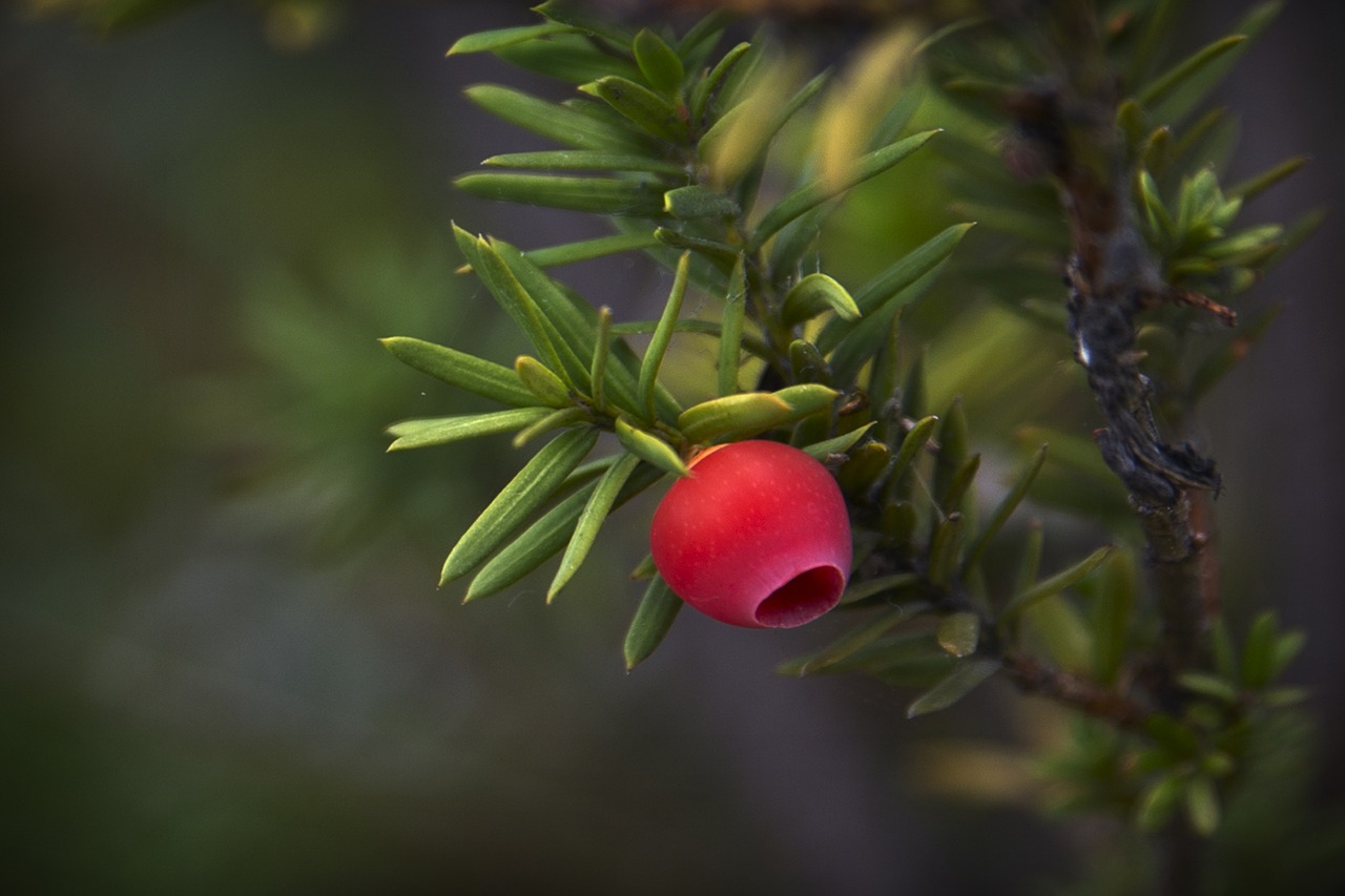 fruits  branches  nature free photo