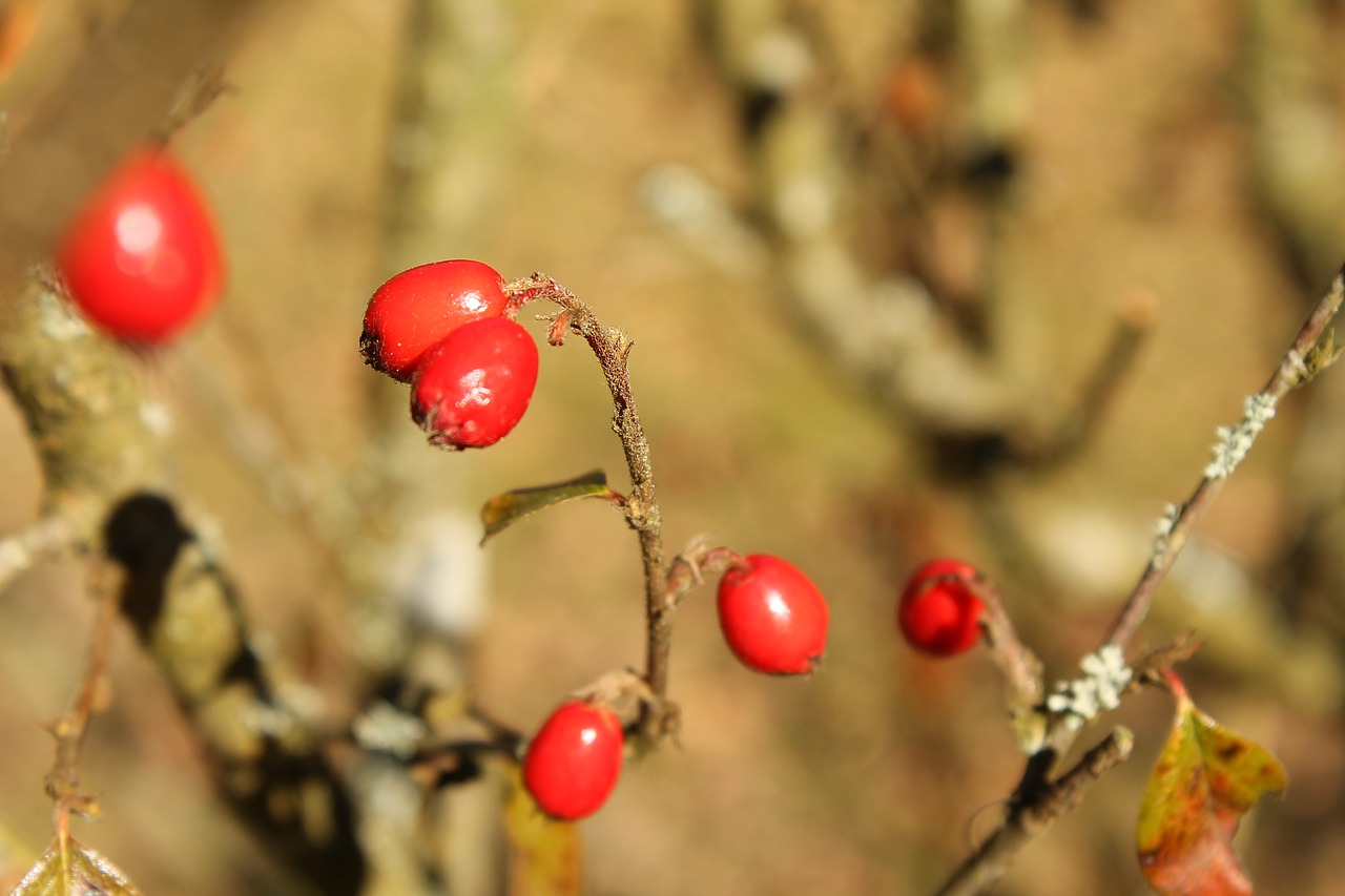fruits  autumn  red fruits free photo