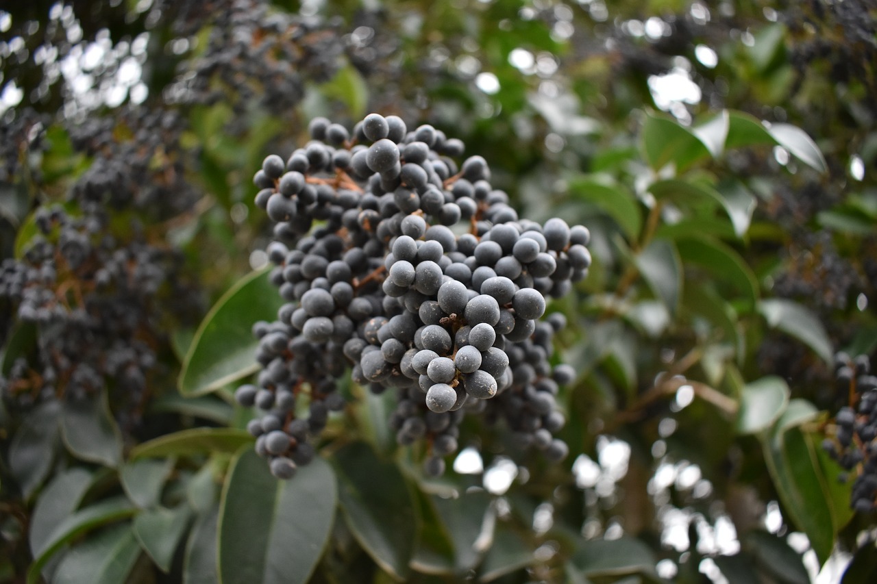 fruits  cloudy  tree free photo