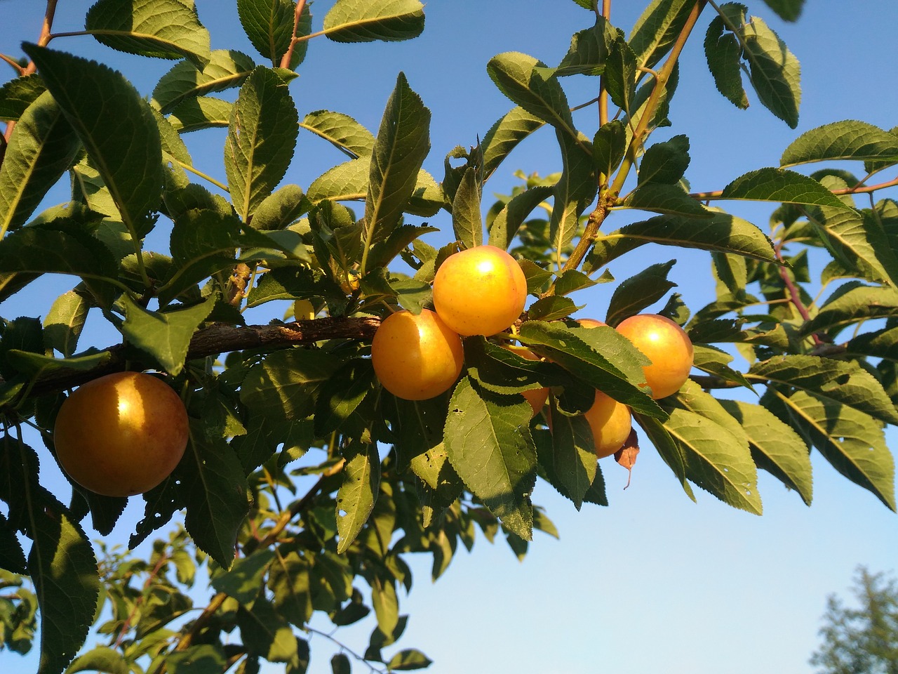 fruits  plums  fruit free photo