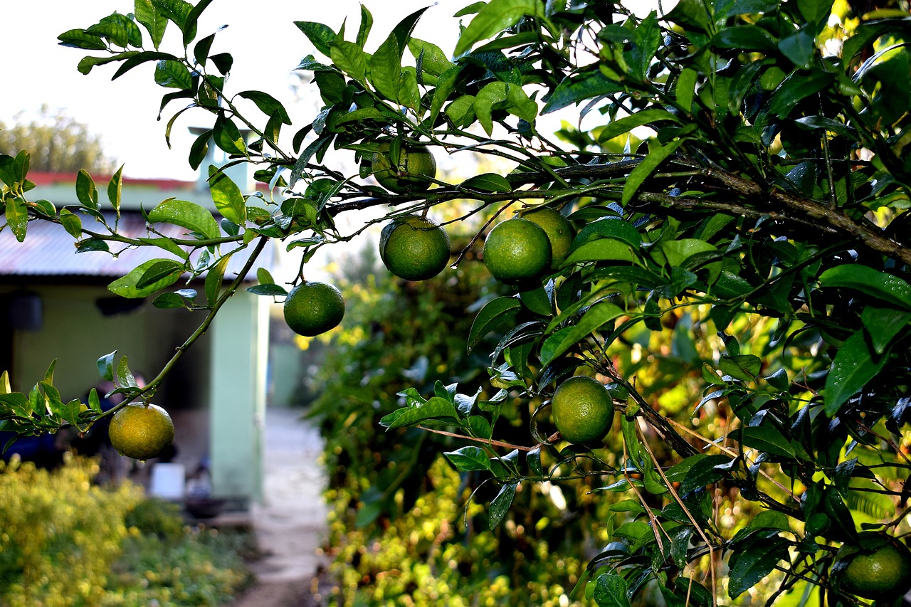 fruits  raw  oranges free photo