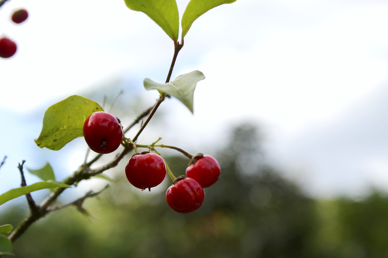 fruits  wild fruits  berries free photo