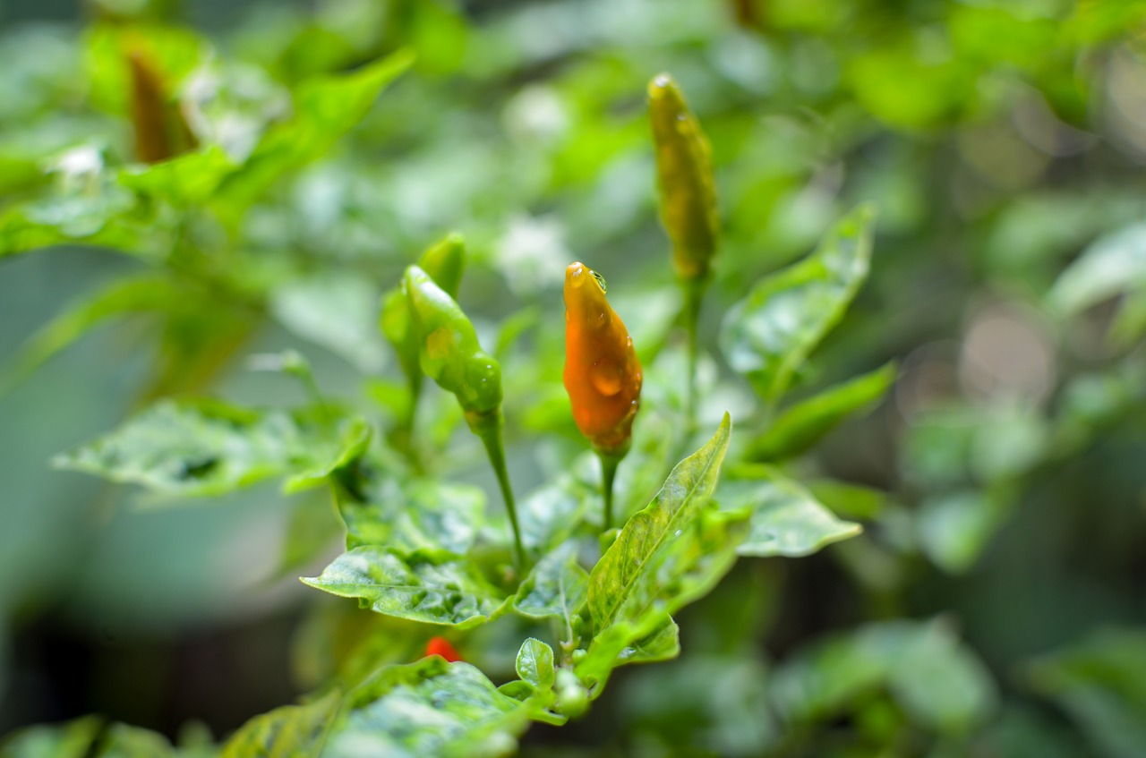 fruits  chili  vegetables free photo