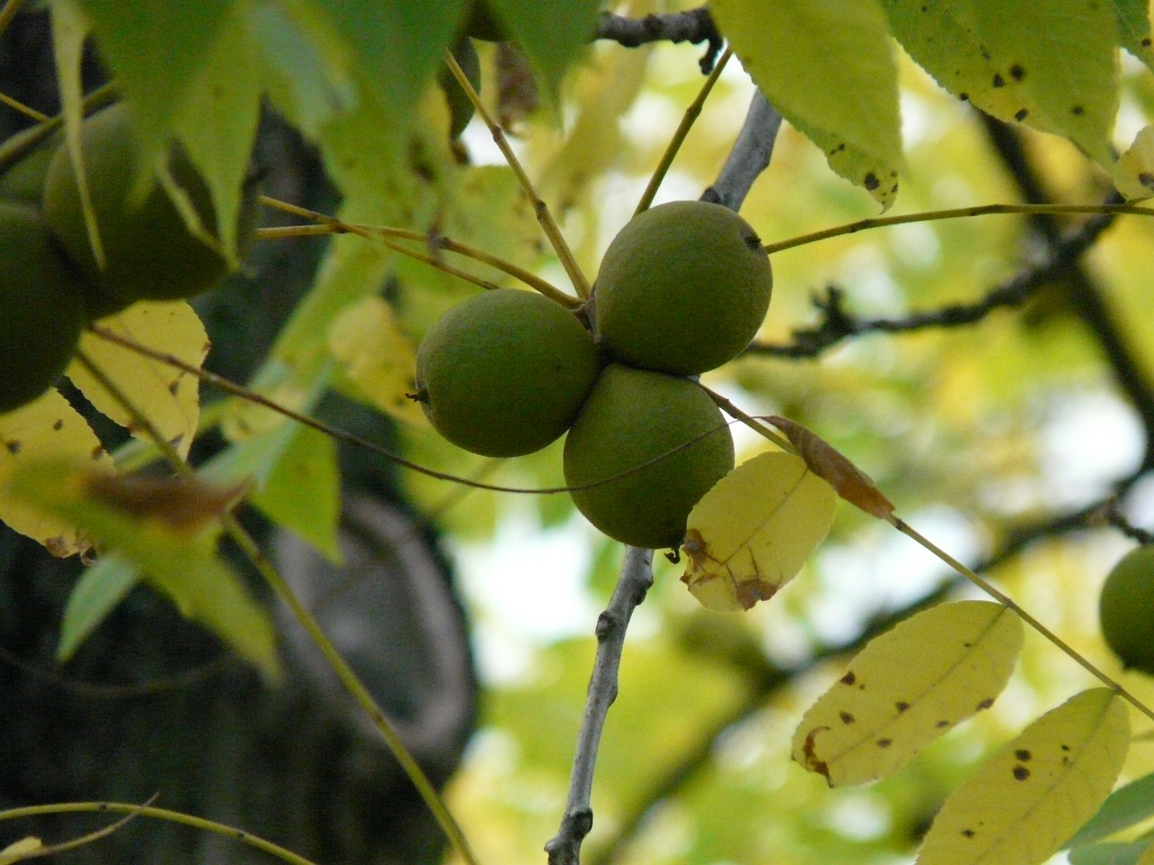 fruits black walnut tree free photo