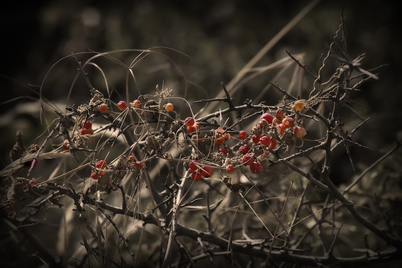 fruits branches autumn free photo