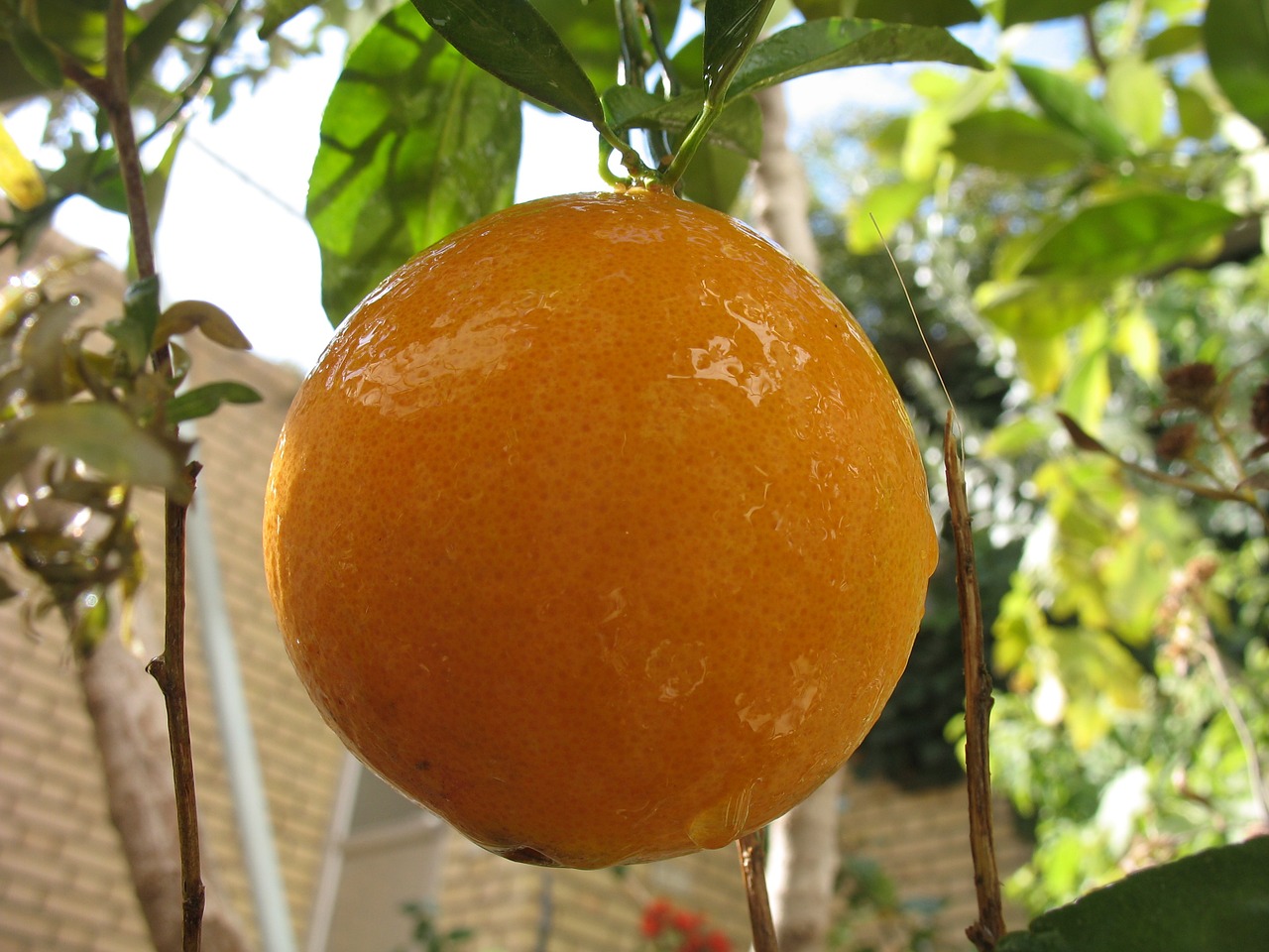 fruits nature orange free photo