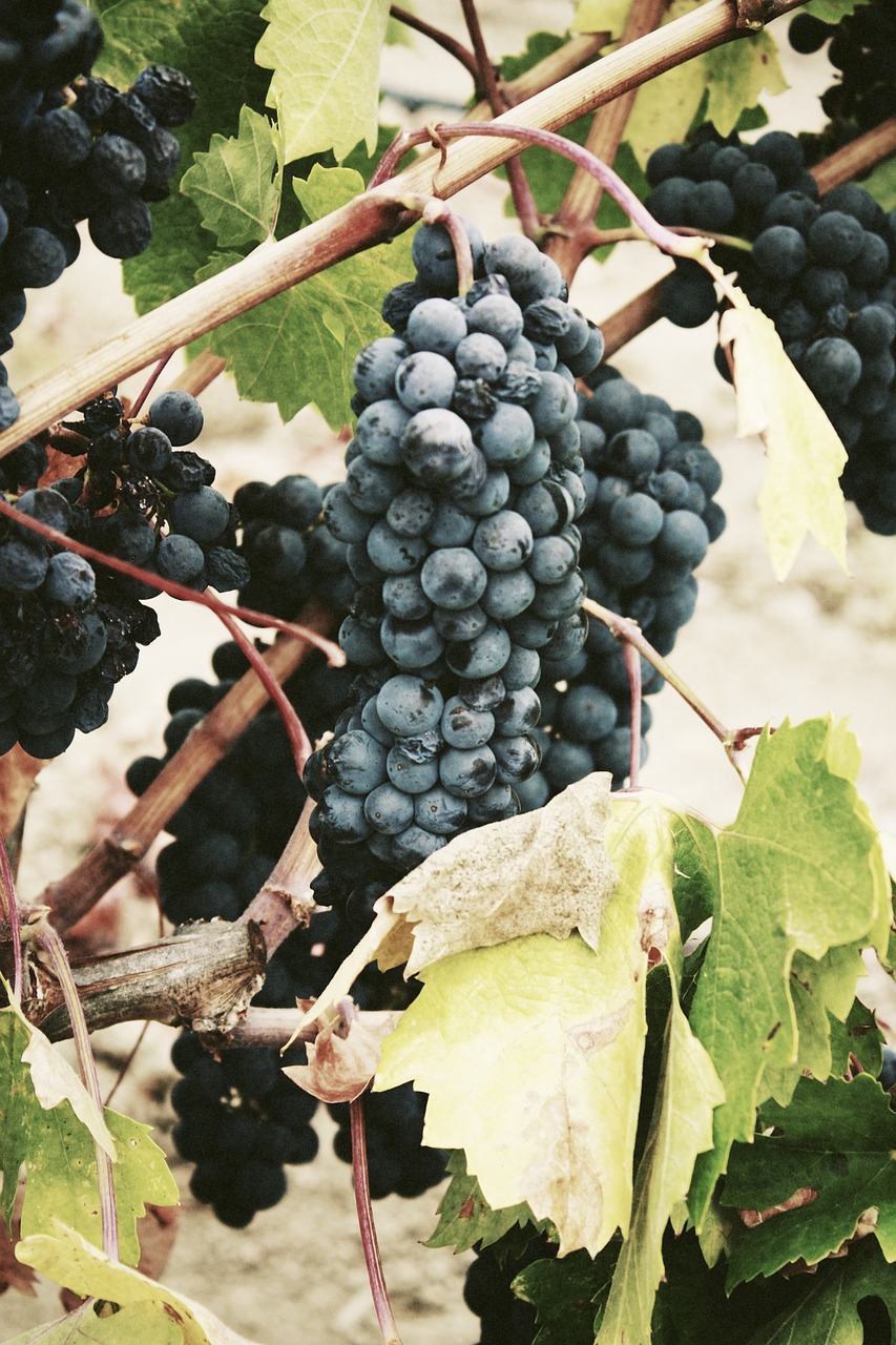 fruits vines grape free photo