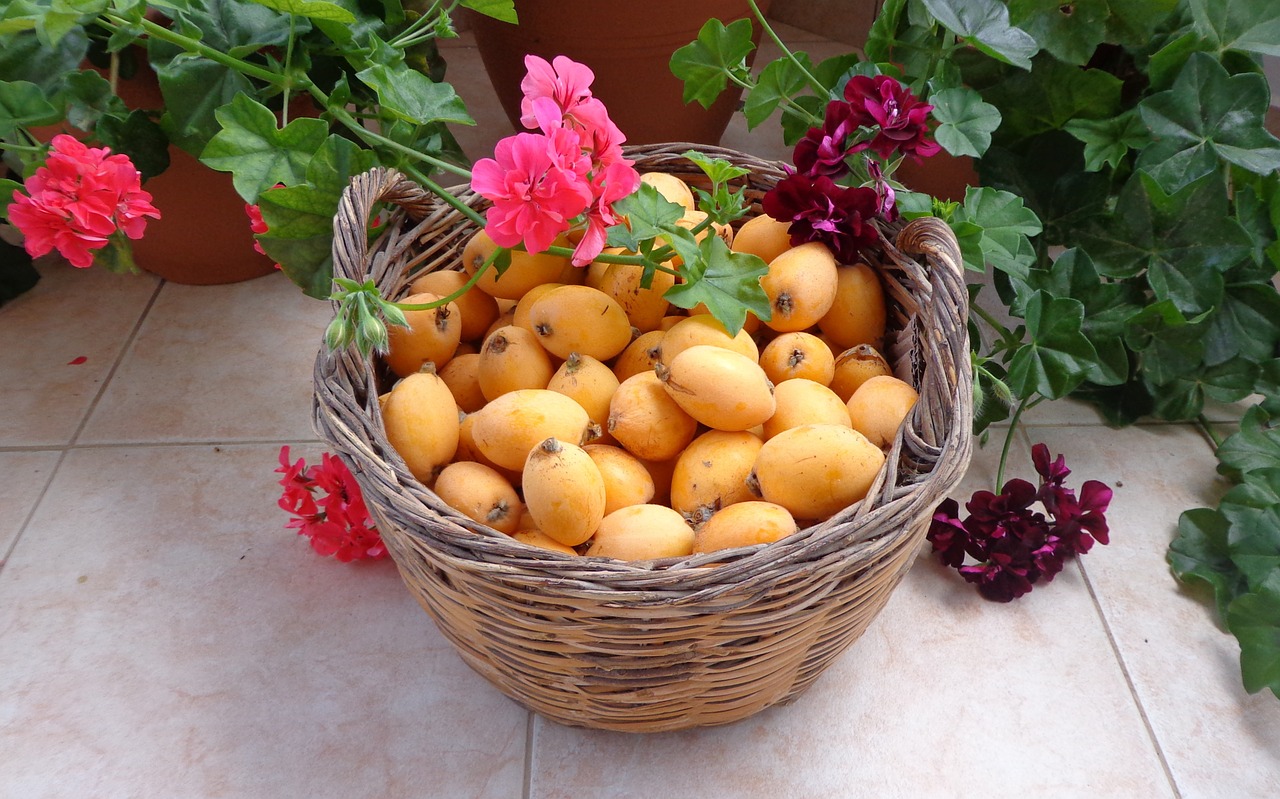 fruits loquat flowers free photo