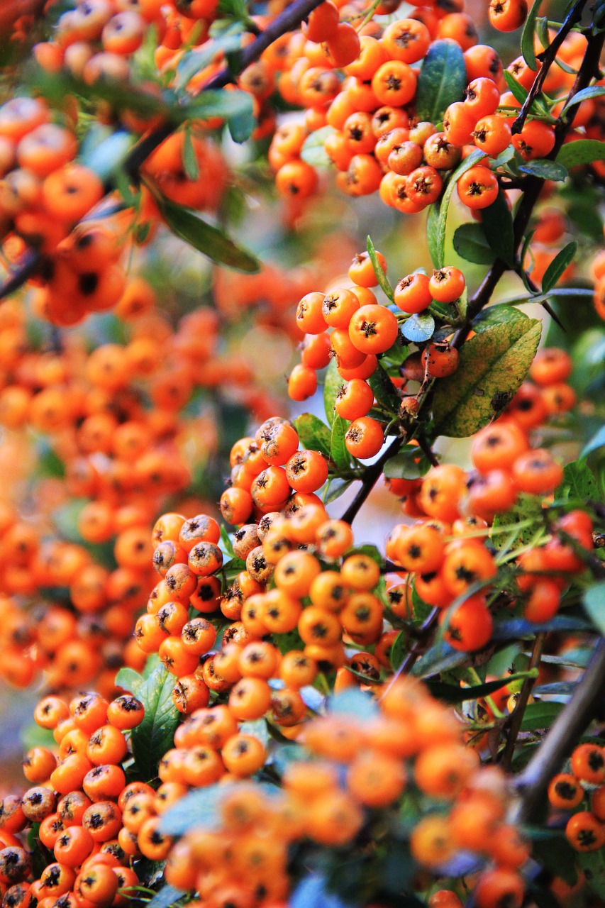 fruits berries red free photo