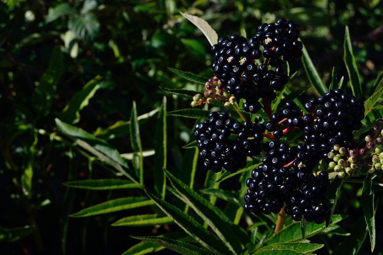 fruits blackberries power free photo