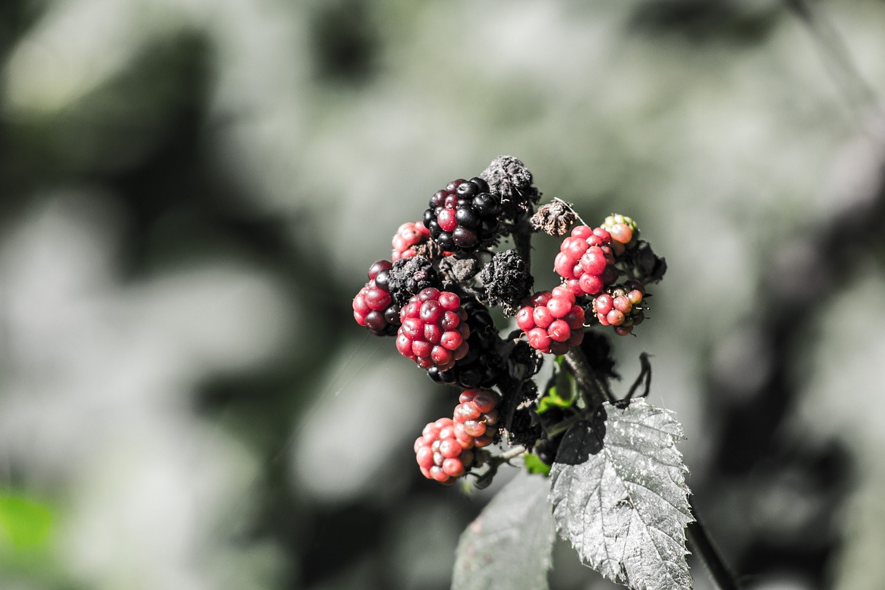 blackberries berries black free photo