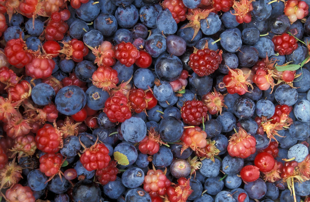 fruits of the forest blackberries blueberries free photo