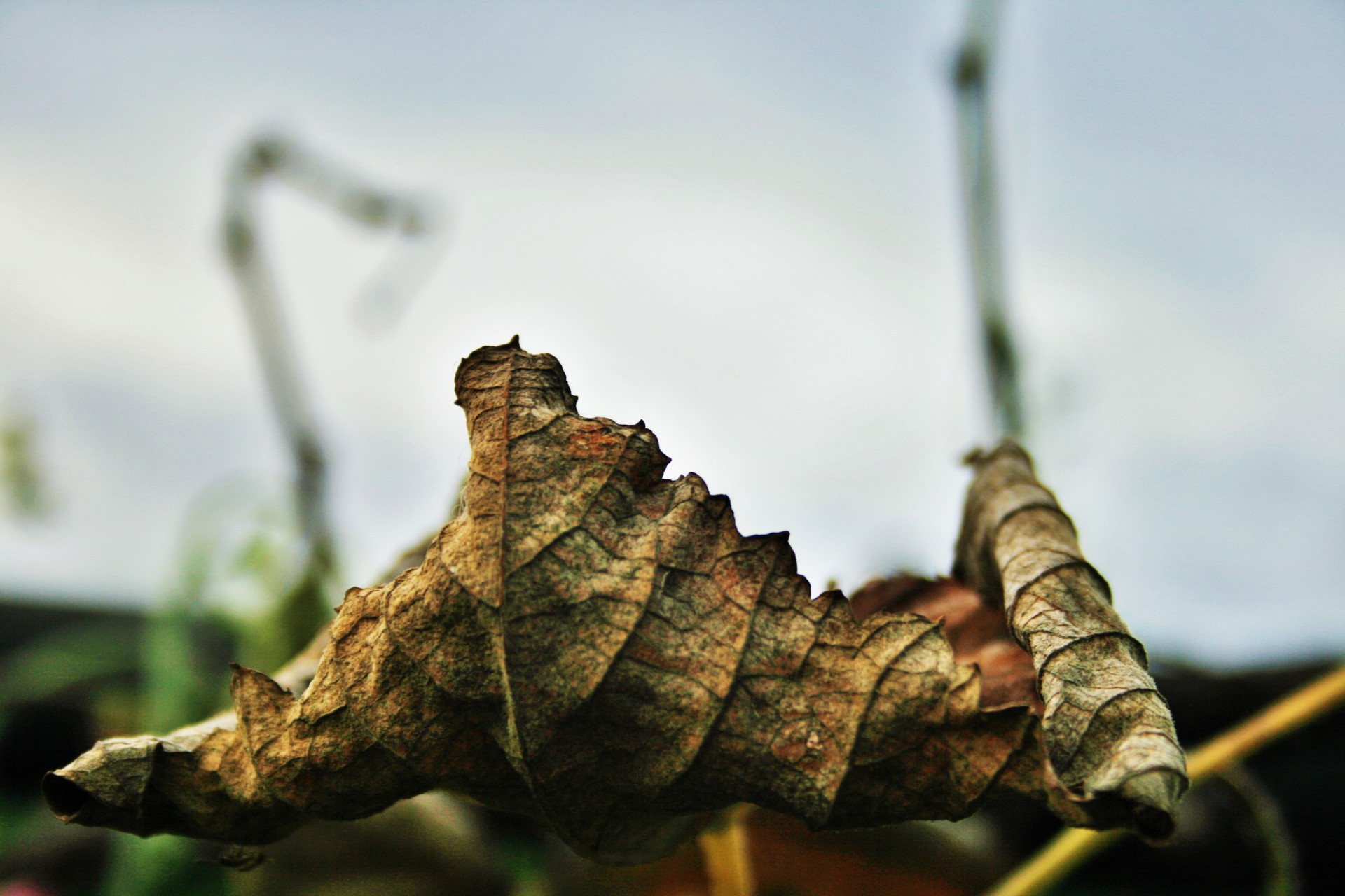 leaf grape vine free photo