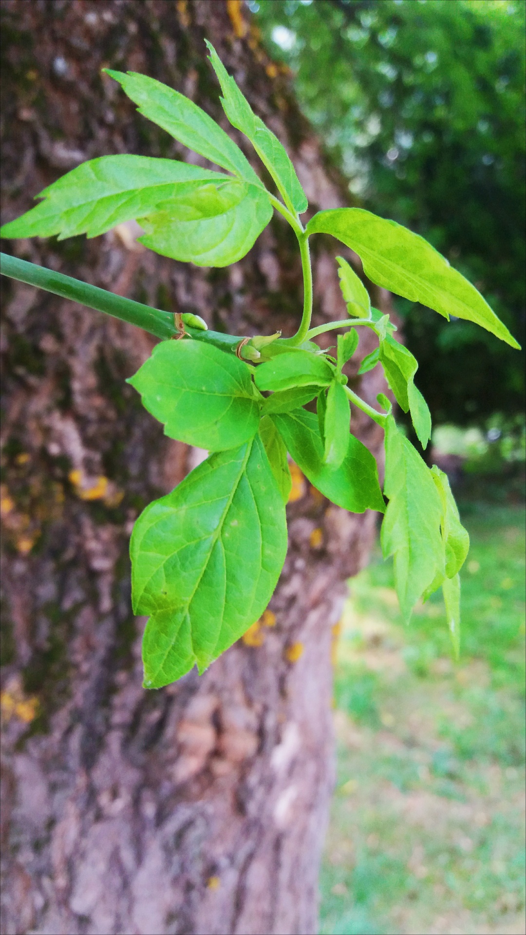 summer leaves summer leaves free photo