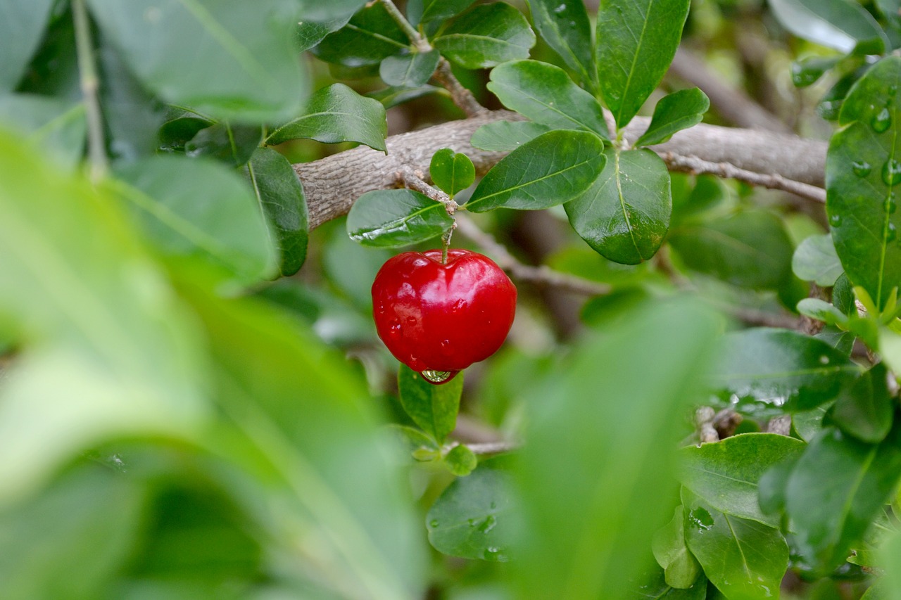 frutas acerola verde free photo