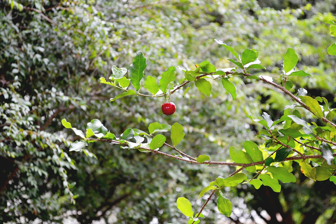frutas acerola verde free photo