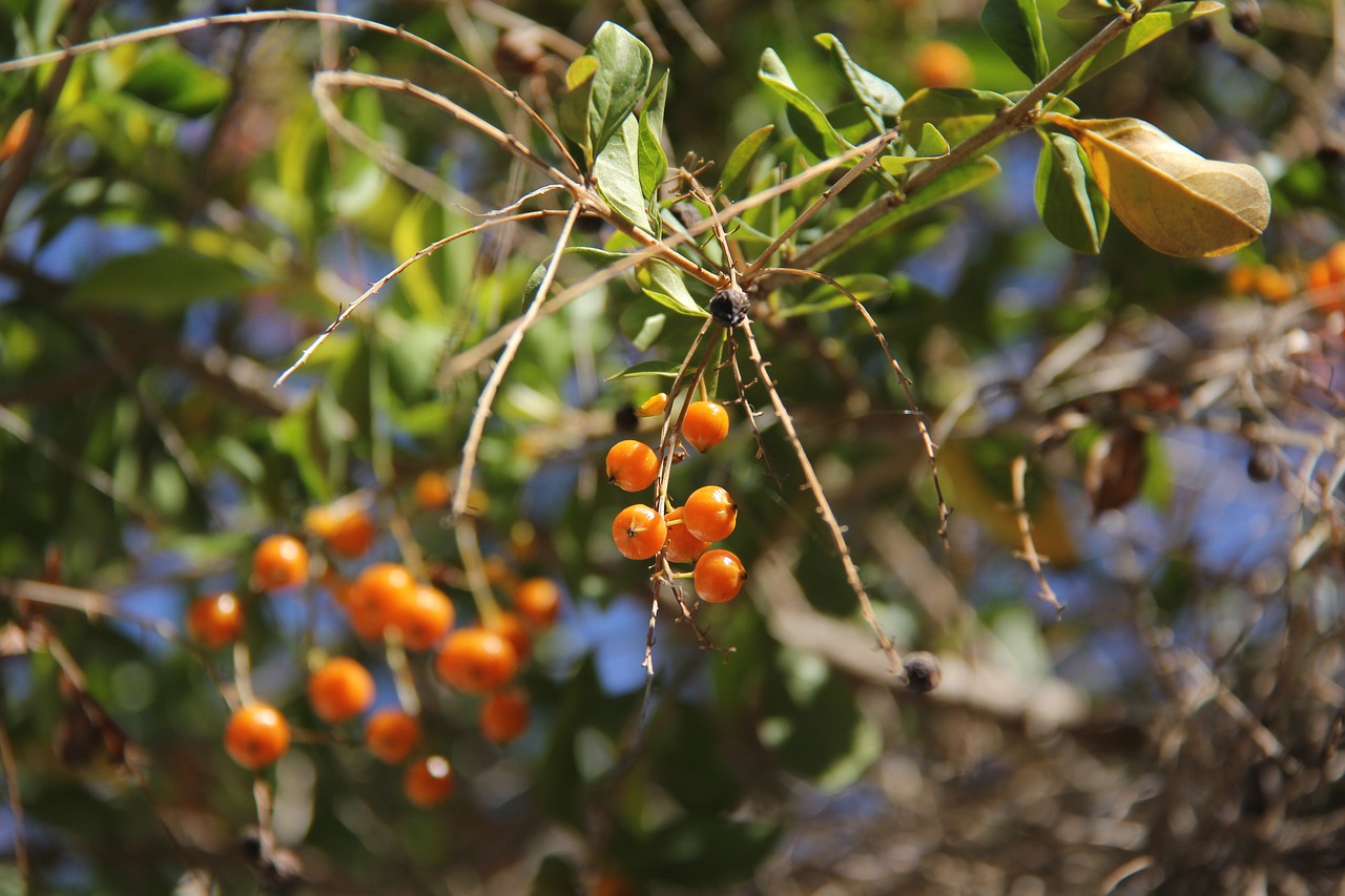 frutinhos plants nature free photo