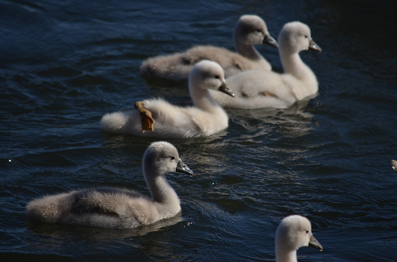 fry of swan  swan  chicks free photo