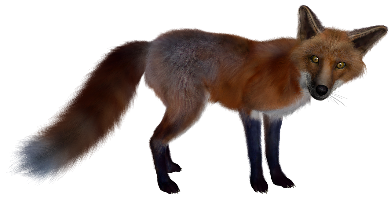 fuchs red fox isolated free photo