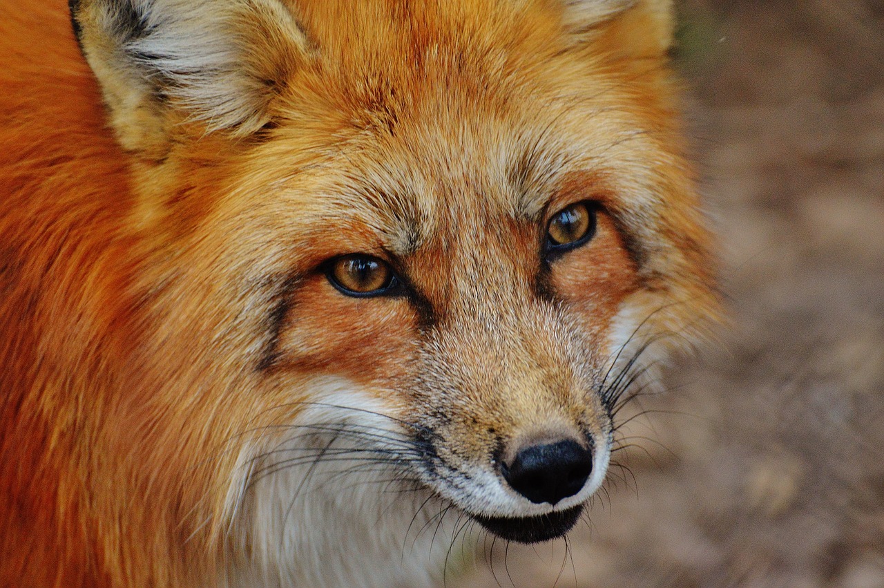 fuchs wildpark poing animal free photo