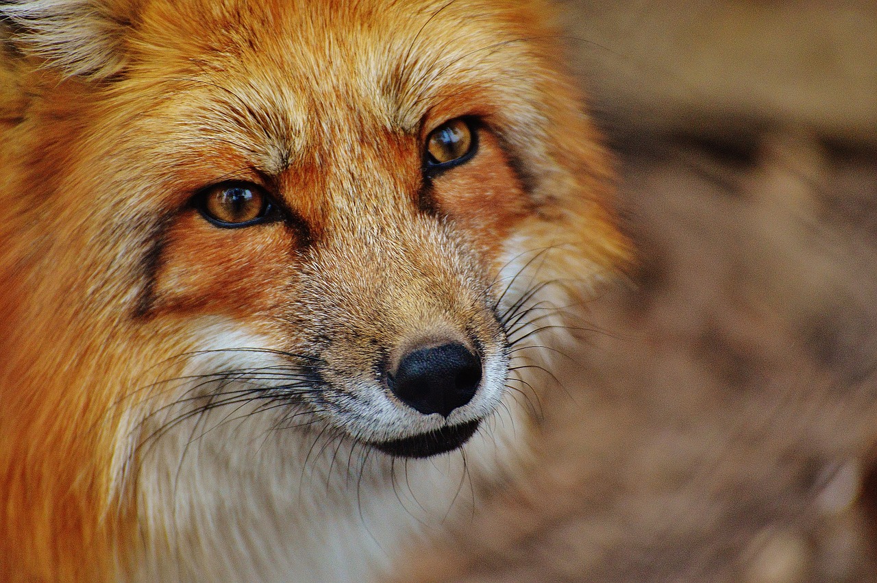 fuchs wildpark poing animal free photo