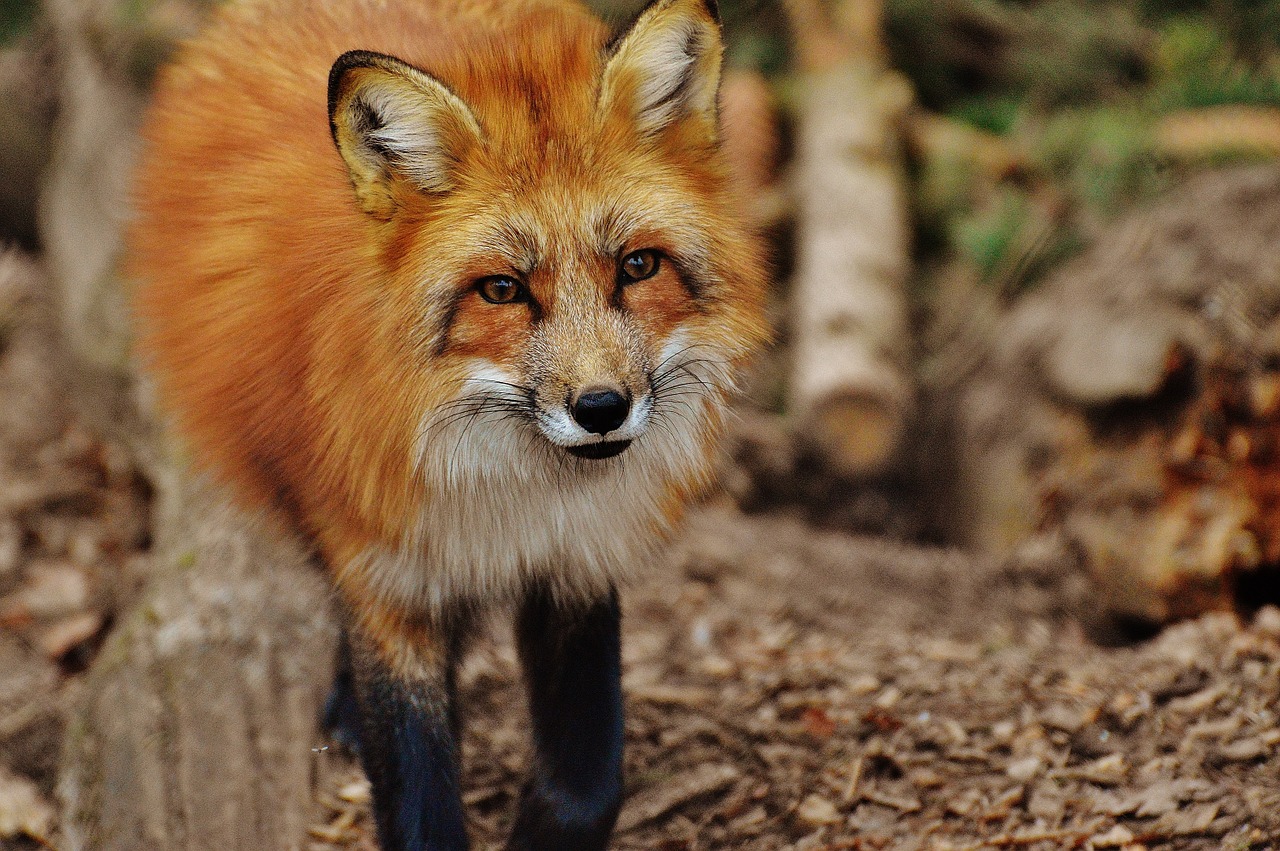 fuchs wildpark poing animal free photo