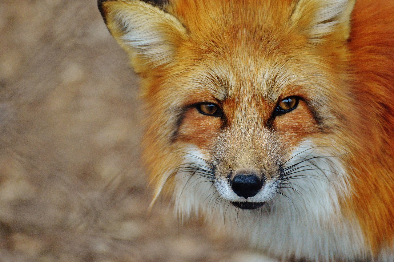 fuchs wildpark poing animal free photo