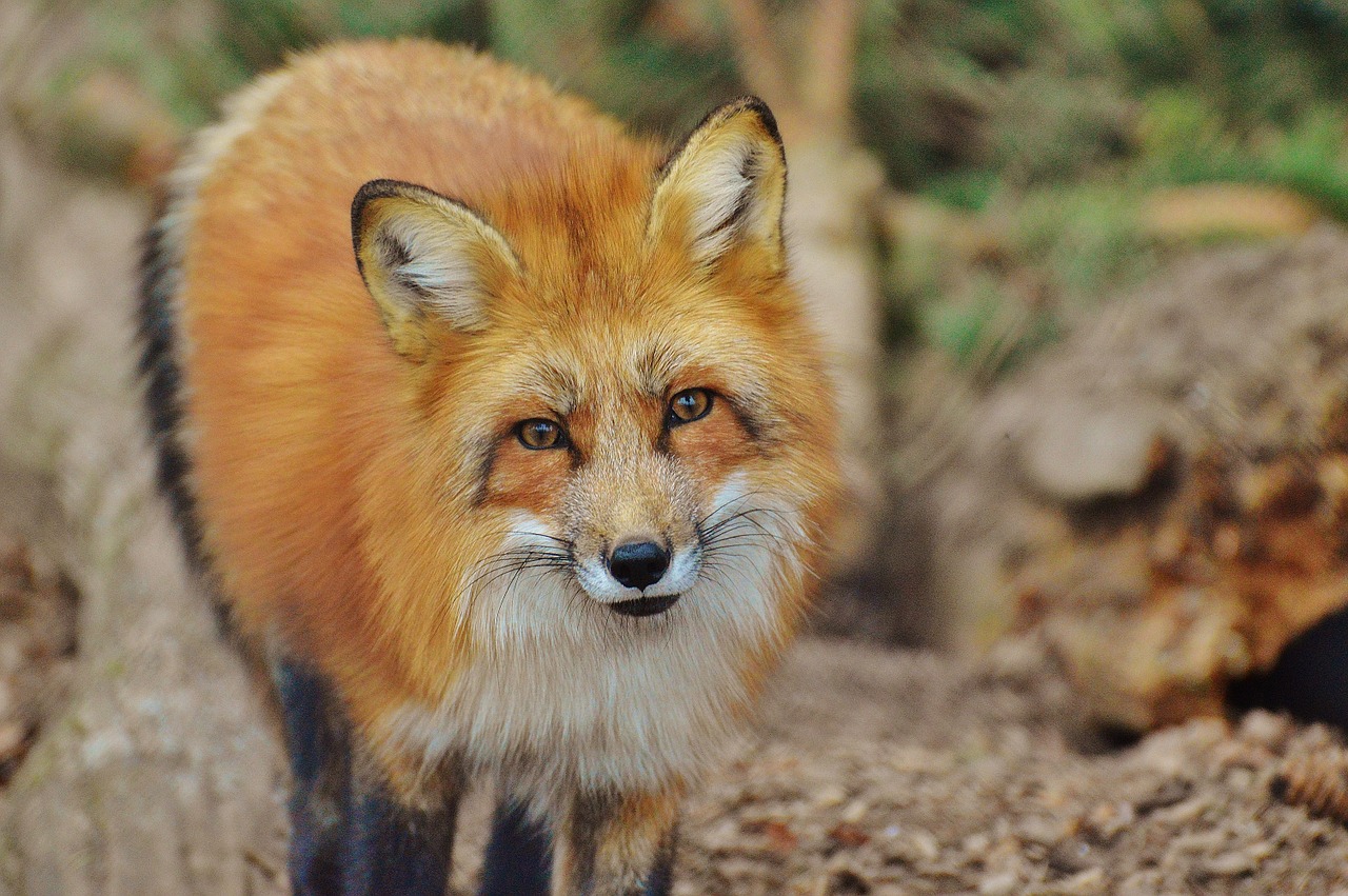 fuchs wildpark poing animal free photo