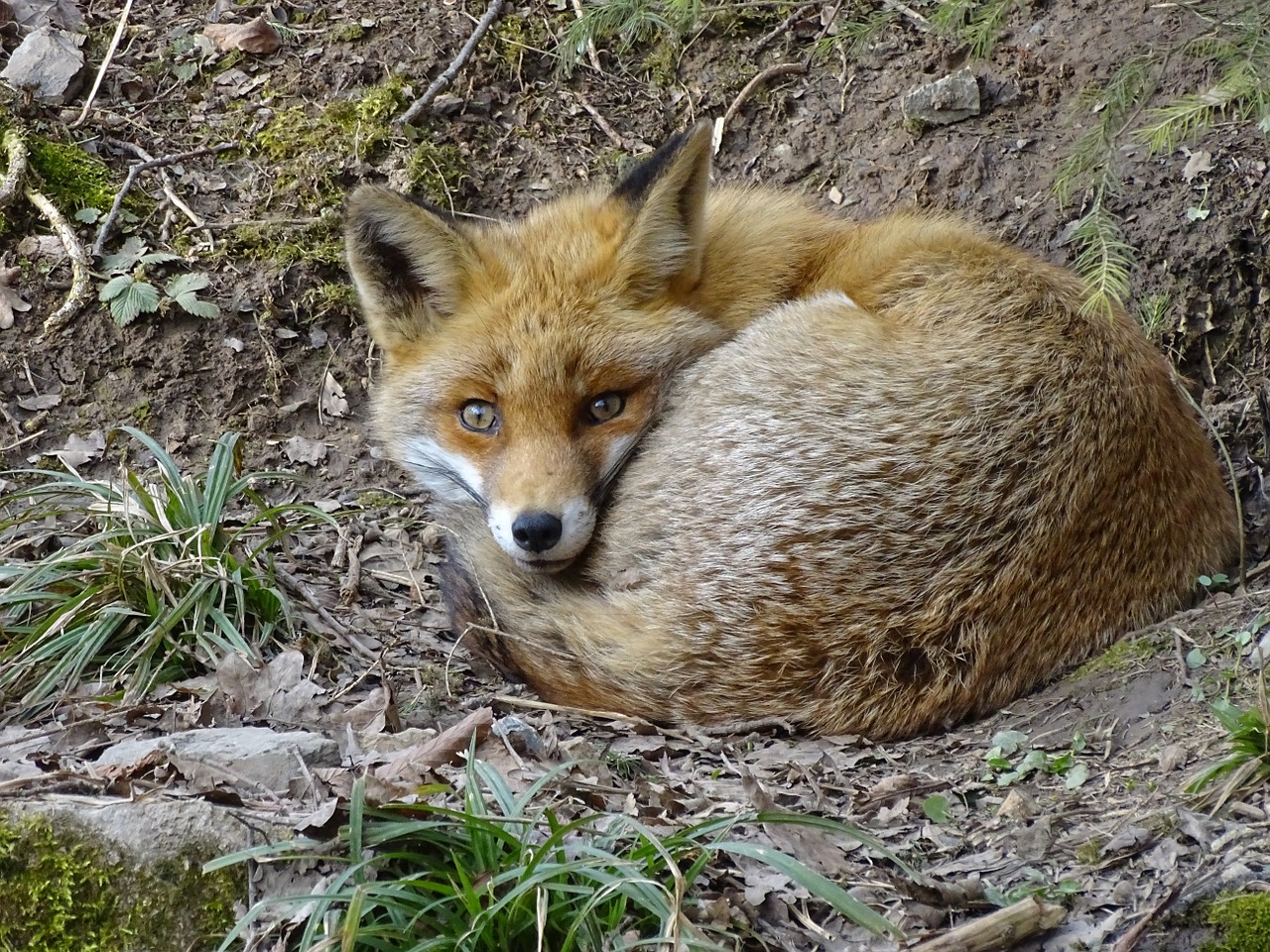 fuchs wildlife park animal free photo