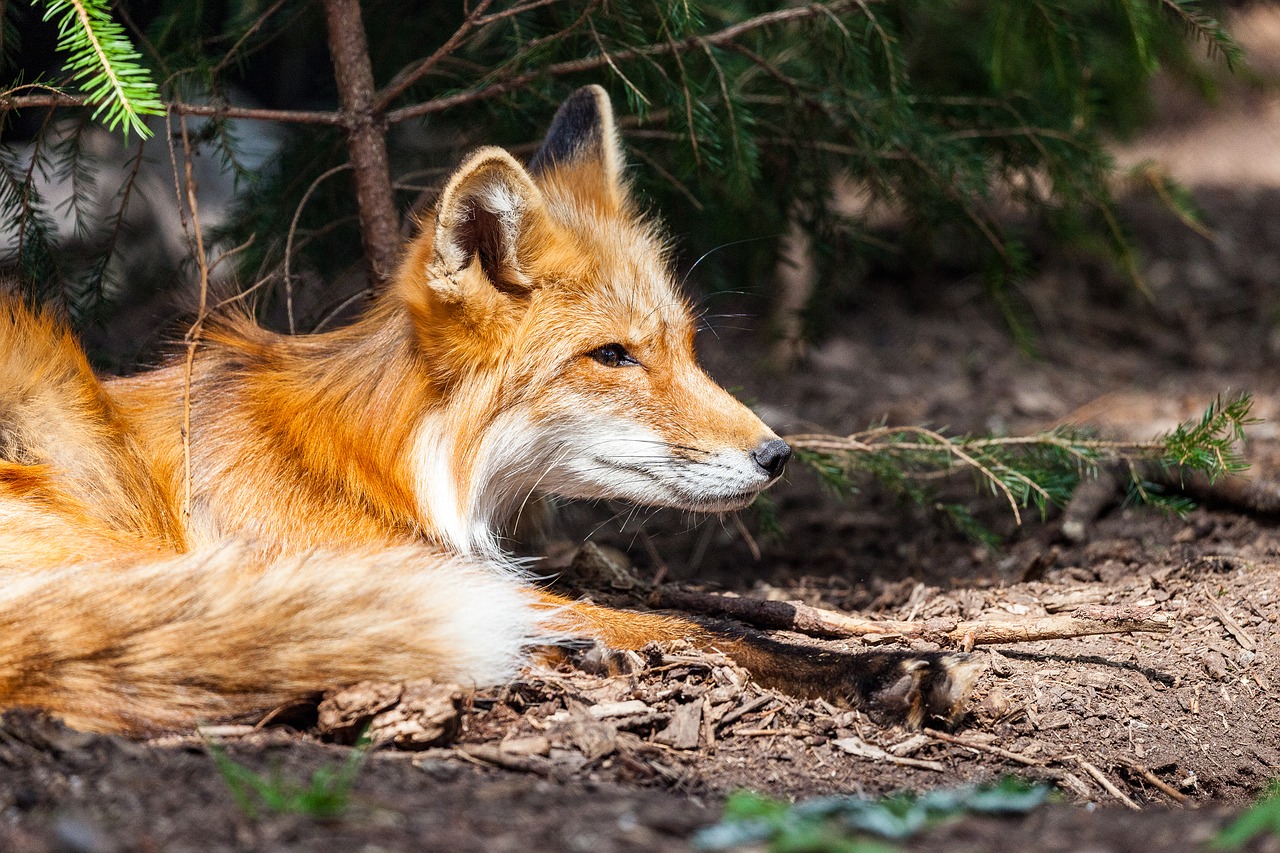 fuchs wild wild animal free photo