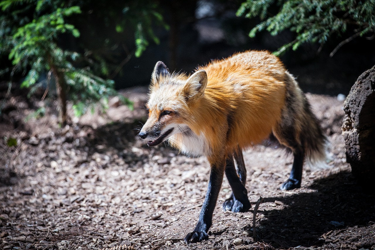 fuchs wild wild animal free photo