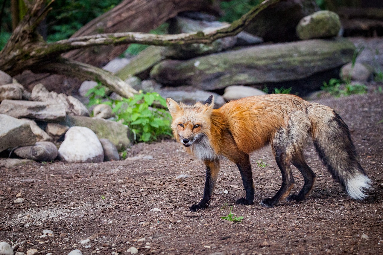 fuchs wild wild animal free photo