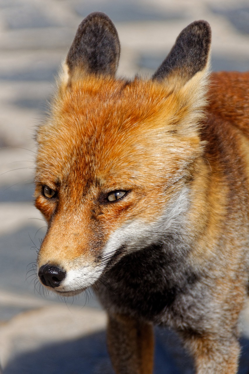 fuchs mammal animal world free photo