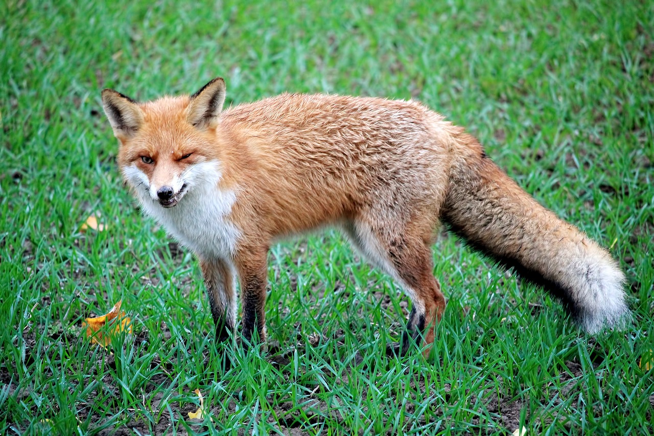 fuchs red fox wild animal free photo