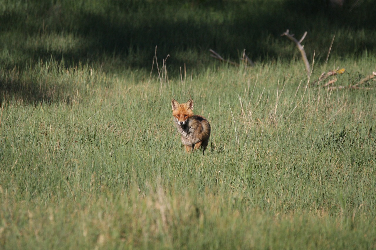 fuchs red fox vulpes vulpes free photo