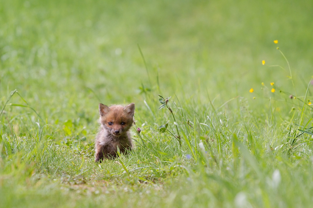 fuchs young fox wild animal free photo