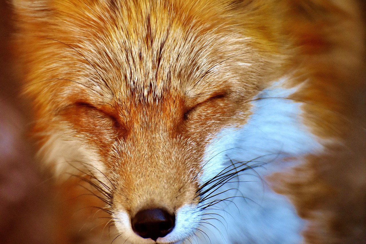 fuchs animal world wild animal free photo