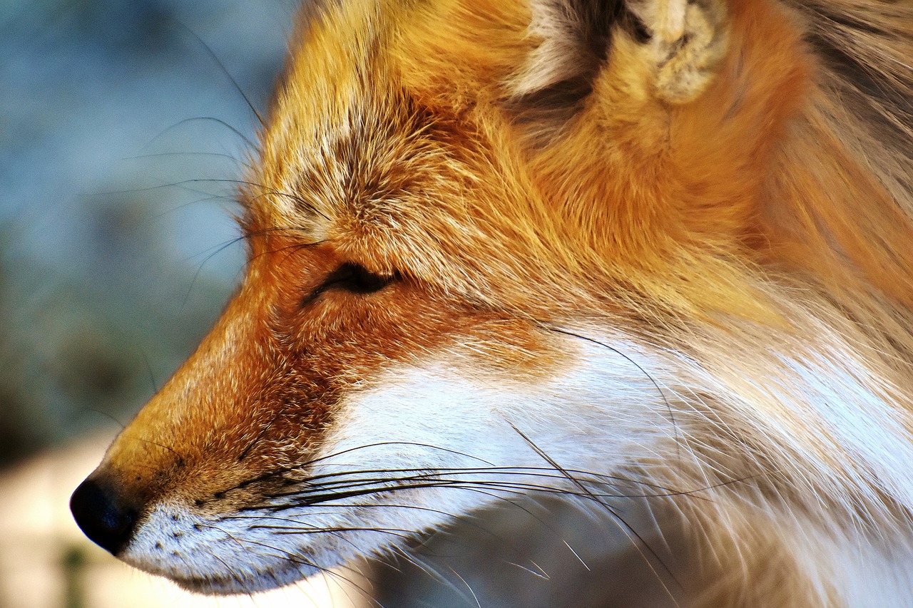 fuchs animal world wild animal free photo