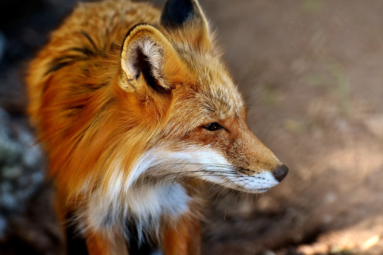 fuchs animal world wild animal free photo