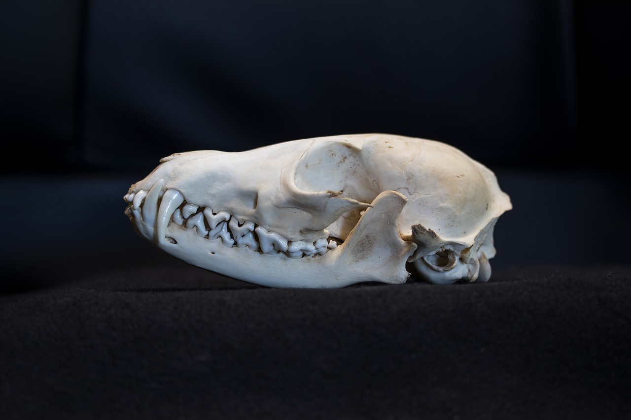 fuchs fox skull skull free photo
