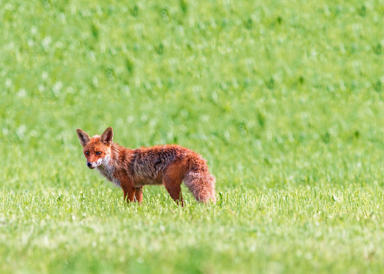 fuchs red fox little fox free photo