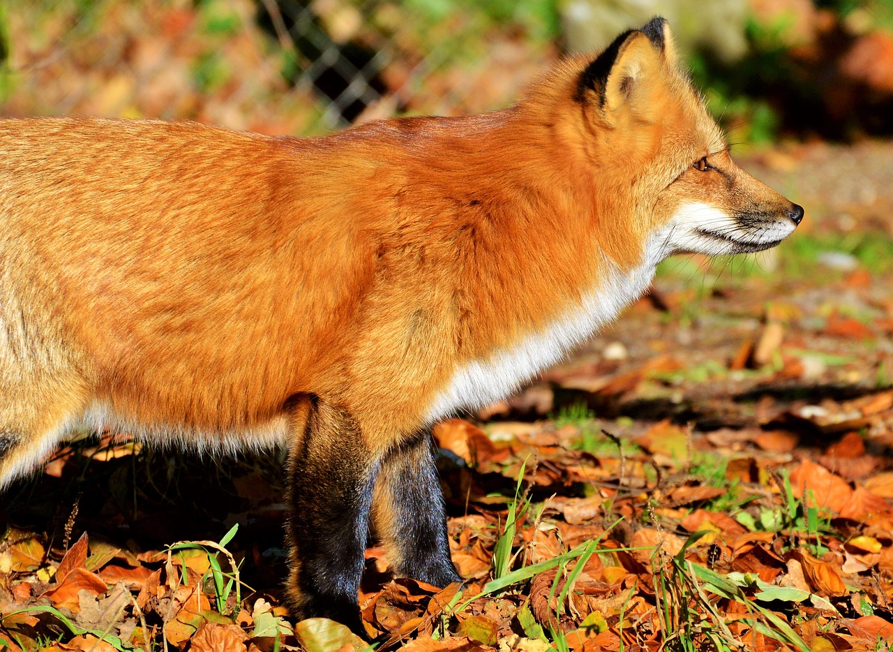 fuchs red fox predator free photo