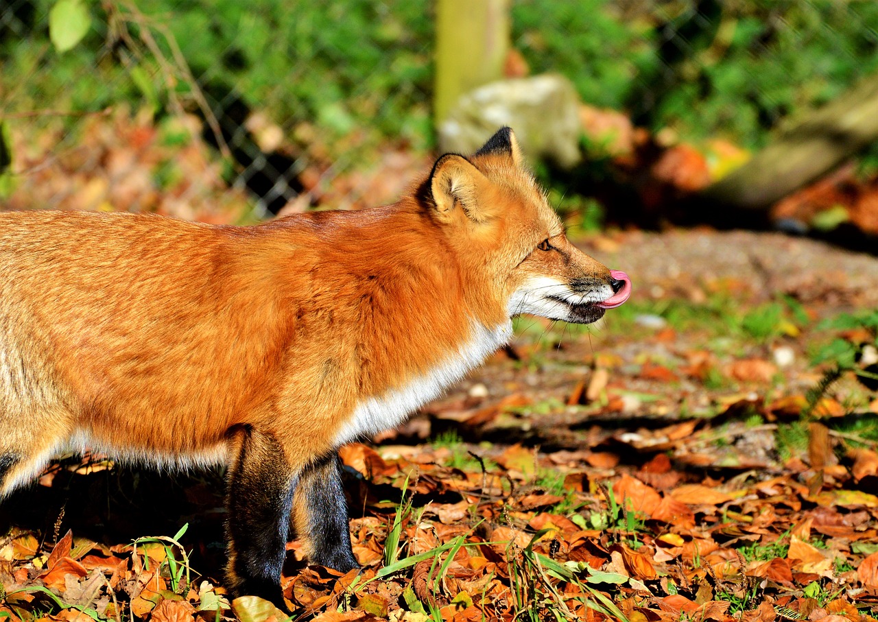 fuchs red fox predator free photo