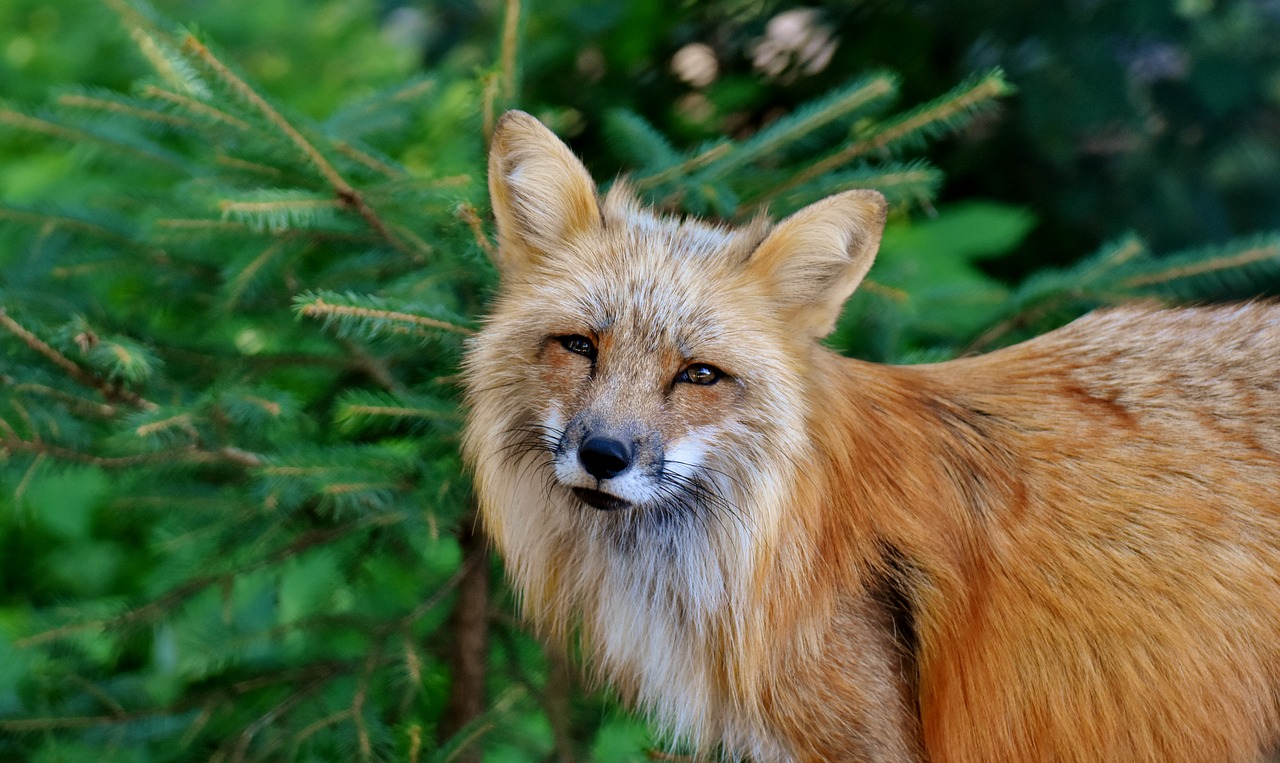 fuchs  animal world  wild animal free photo