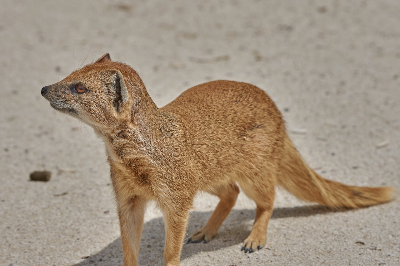 fuchs  fuchsmanguste  desert free photo