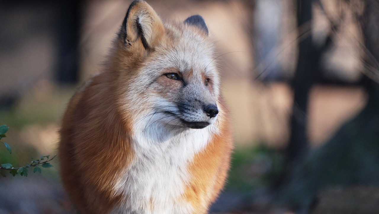 fuchs  red fox  animal free photo
