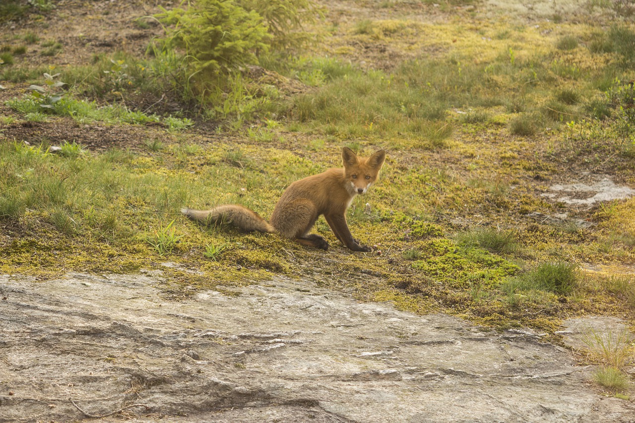 fuchs  wild animal  predator free photo