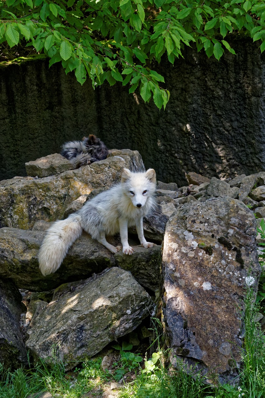 fuchs white arctic fox free photo